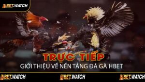 Giới Thiệu Về Nền Tảng Đá Gà HBET