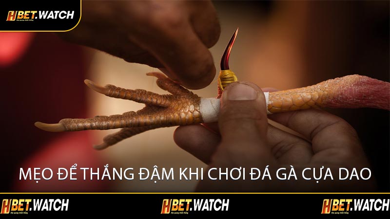 Mẹo Để Thắng Đậm Khi Chơi Đá Gà Cựa Dao