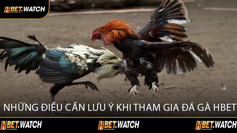 Những Điều Cần Lưu Ý Khi Tham Gia Đá Gà HBET