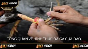 Tổng Quan Về Hình Thức Đá Gà Cựa Dao