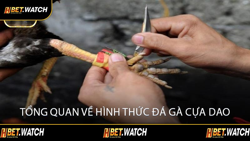Tổng Quan Về Hình Thức Đá Gà Cựa Dao